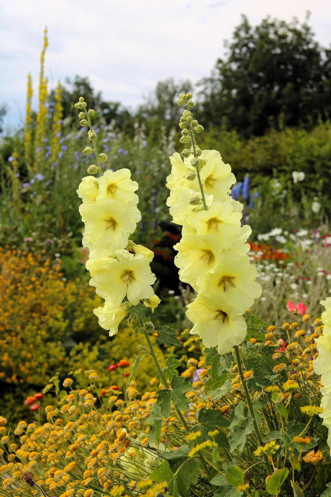 Hollyhock Flower Seeds Yellow – Heirloom, Non-GMO, High Germination Seeds