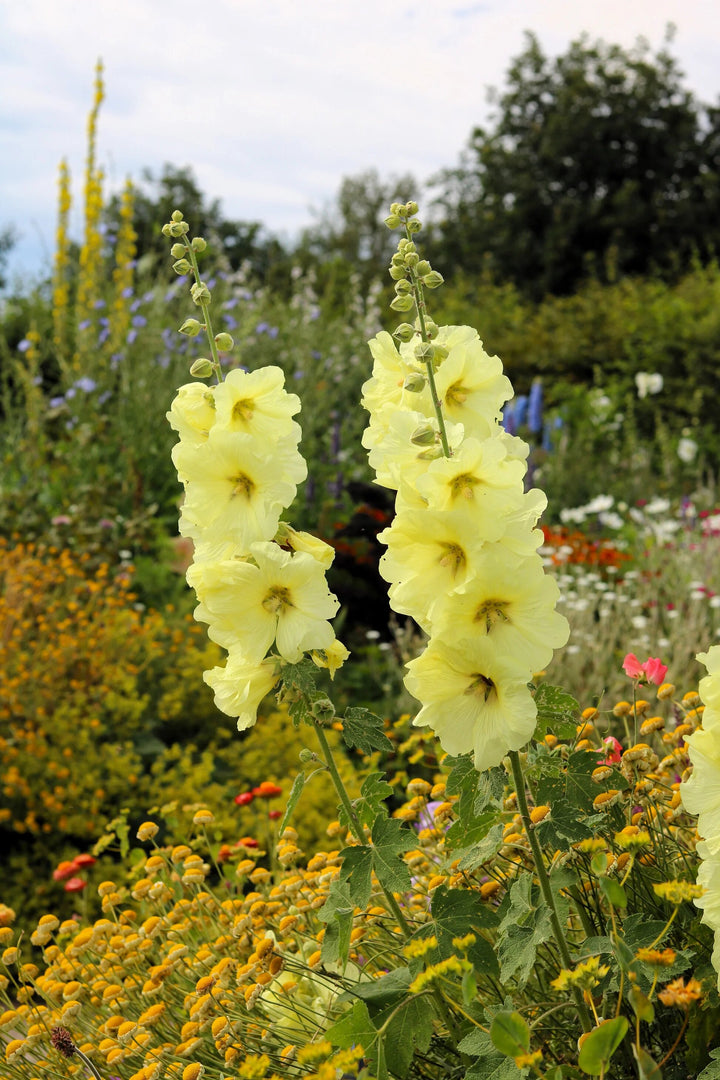 Hollyhock Flower Seeds Yellow – Heirloom, Non-GMO, High Germination Seeds