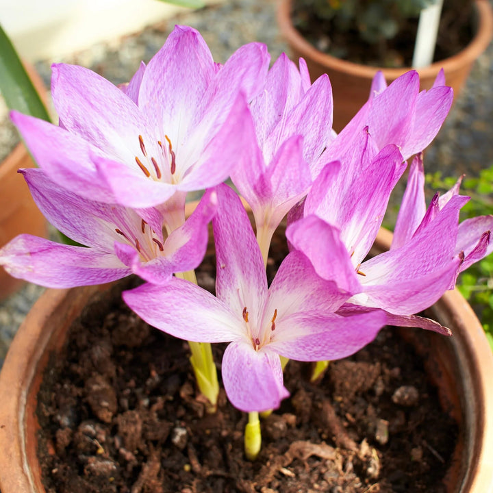 Pink Colchicum Flower Seeds for Planting – Heirloom Non-GMO High Germination Seeds