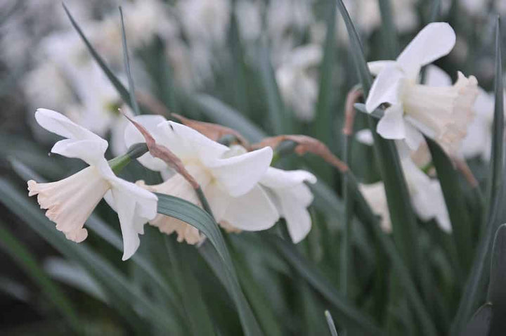 White Daffodil Flower Seeds – Heirloom Non-GMO High Germination Seeds