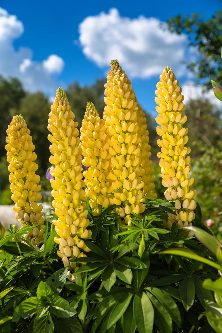 Giant Lupine Flower Seeds Yellow – Heirloom, Non-GMO, High Germination Organic Seeds