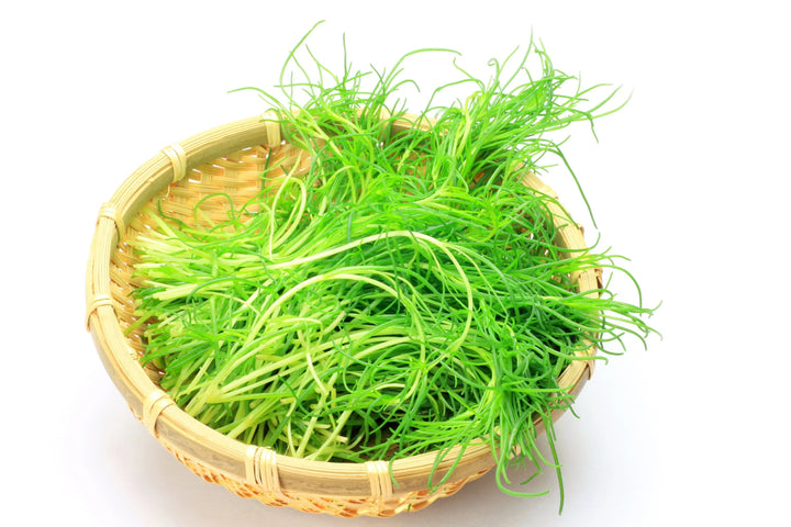 Saltwort Seeds for Medicinal Herb &amp; Tea Garden – Heirloom, Non-GMO, High Germination Seeds