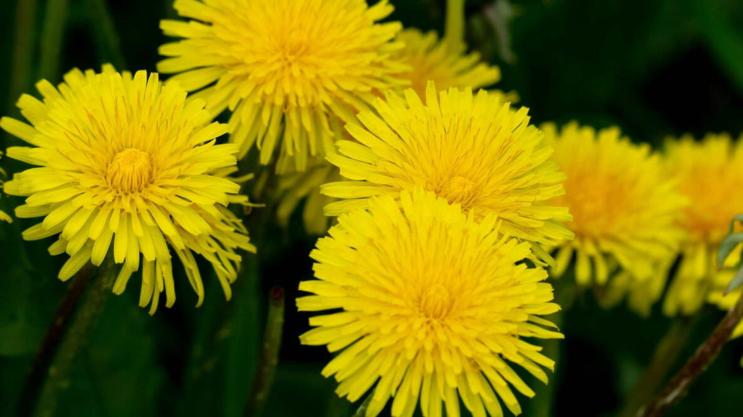Perennial Dandelion Flower Seeds Yellow – Heirloom, Non-GMO, High Germination Organic Garden Seeds for Planting