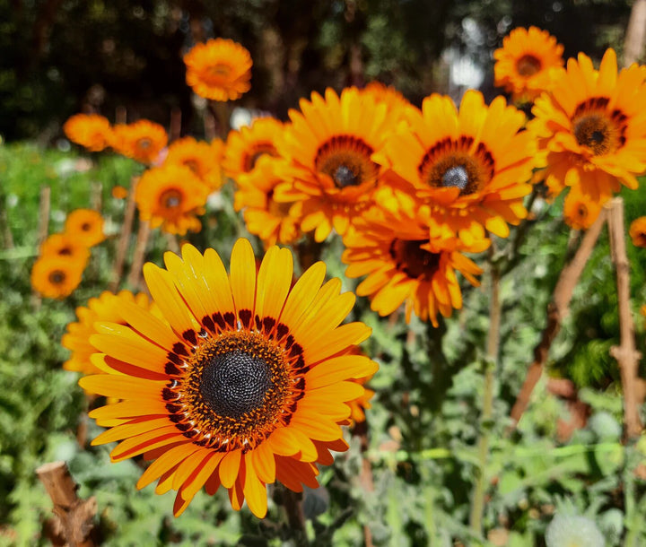 Orange Arctotis Fastuosa Flower Seeds – Heirloom, Non-GMO, High Germination Seeds