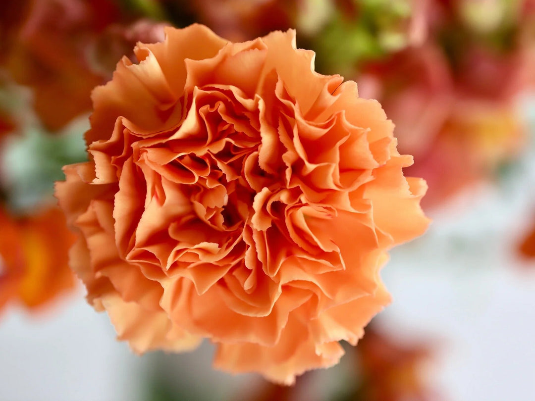 Semillas de Clavel Naranja – Variedad antigua, sin OGM, semillas de jardín orgánicas de alta germinación