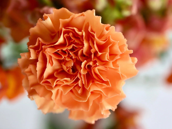 Semillas de Clavel Naranja – Variedad antigua, sin OGM, semillas de jardín orgánicas de alta germinación