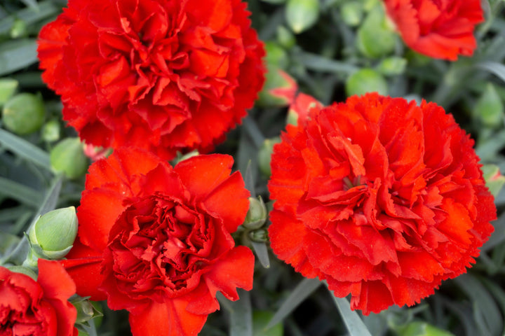 Giant Carnation Flower Seeds Red – Heirloom, Non-GMO, High Germination Seeds
