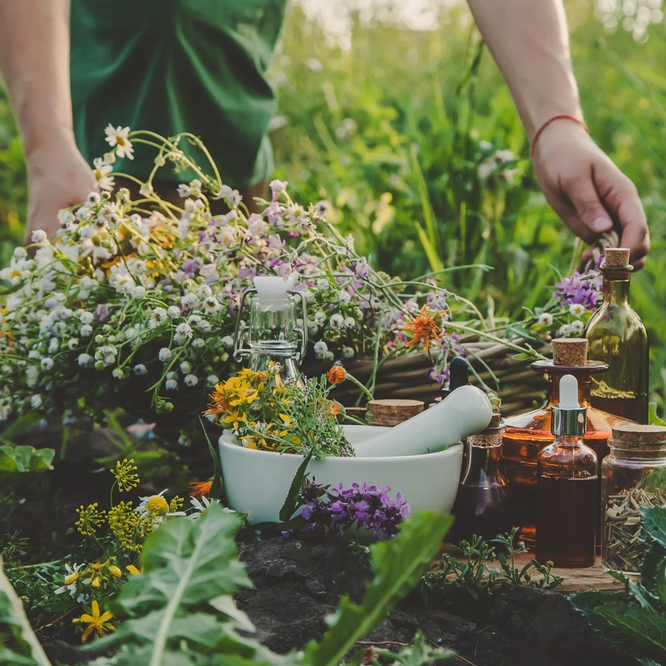 survival medicinal flower seeds