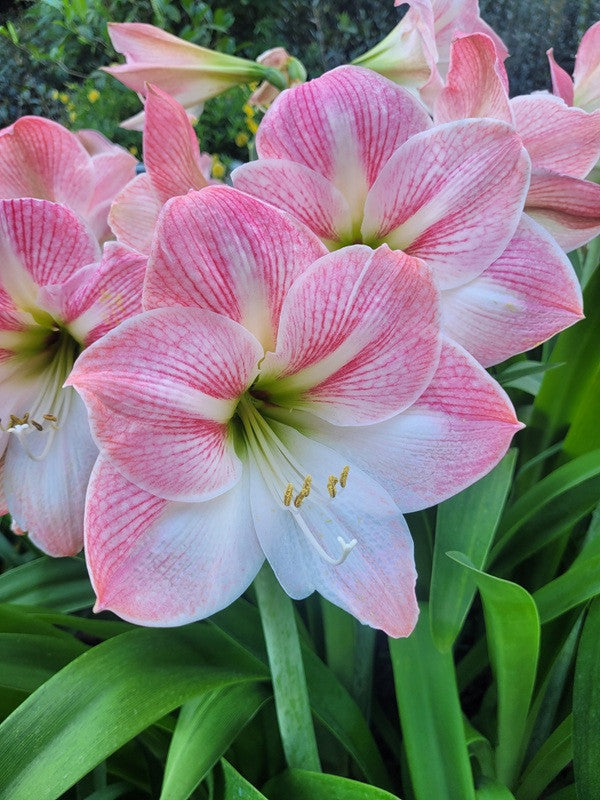 White Pink Amaryllis Flower Seeds for Planting – Heirloom Non-GMO High Germination Organic Seeds