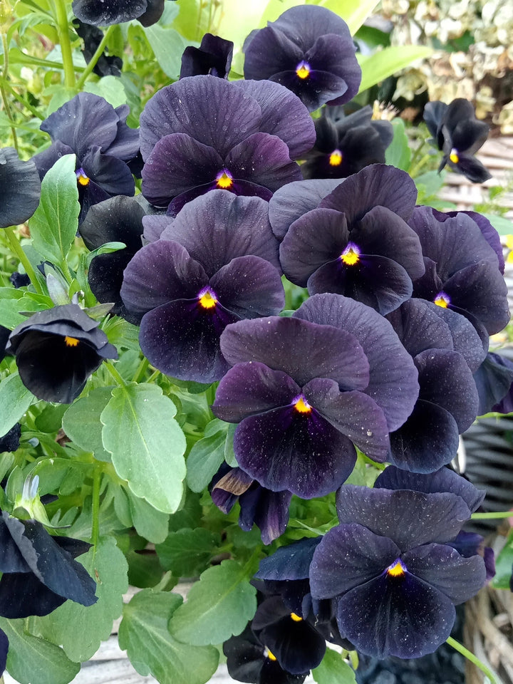Giant Pansy Flower Seeds Black – Heirloom, Non-GMO, High Germination Seeds