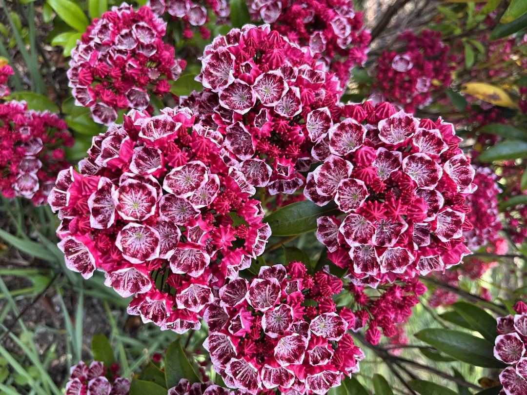 Semillas de Flor Kalmia Latifolia Rojo Rosado – Variedad Antigua, No OGM, Semillas de Alta Germinación