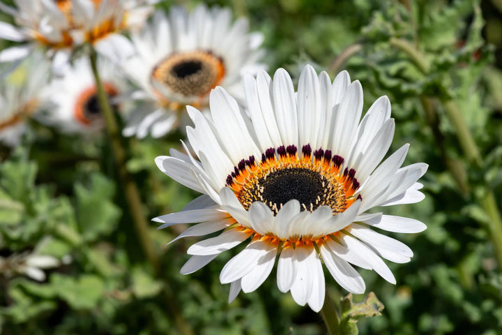 White Venidium Fastuosum Flowers Seeds – Heirloom, Non-GMO, High Germination Organic Garden Seeds for Planting