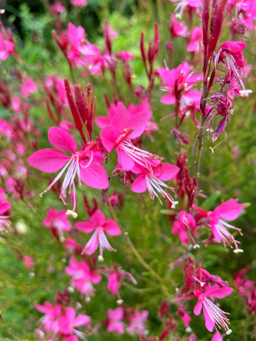 Gaura Flower Seeds Pink – Heirloom, Non-GMO, High Germination Seeds for Planting
