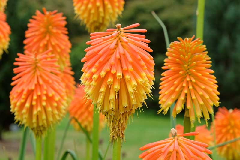 Orange Yellow Kniphofia Flower Seeds – Heirloom, Non-GMO, High Germination Seeds