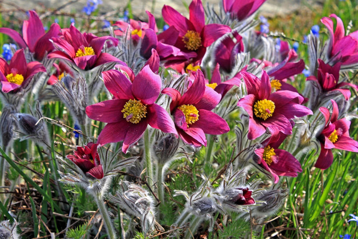 Pink Pasque Flower Seeds – Heirloom, Non-GMO, High Germination Seeds