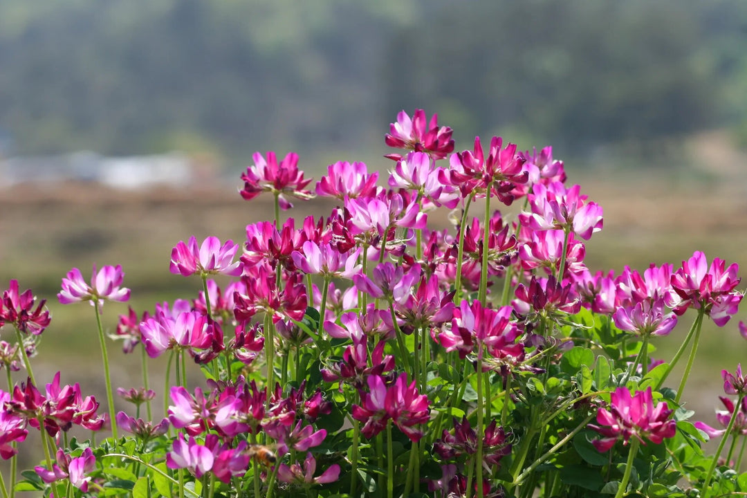 Semillas de flor de Astrágalo rosa para plantar – Semillas orgánicas reliquia sin OMG de alta germinación