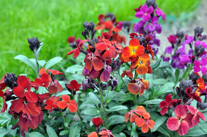 Mixed Cheiranthus Cheiri Flower Seeds – Heirloom, Non-GMO, High Germination Seeds