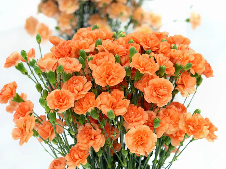 Semillas de Clavel Naranja – Variedad antigua, sin OGM, semillas de jardín orgánicas de alta germinación
