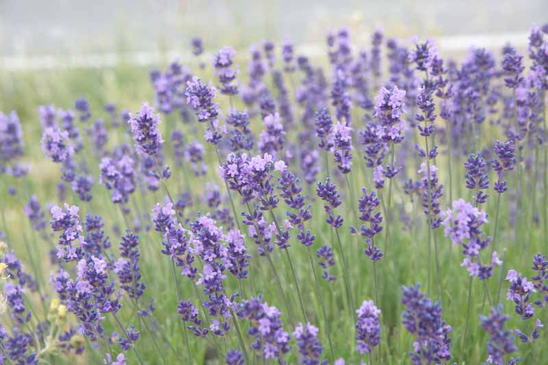 Purple Lavandula Angustifolia Lavender Seeds for Planting | Heirloom Non-GMO High Germination Seeds