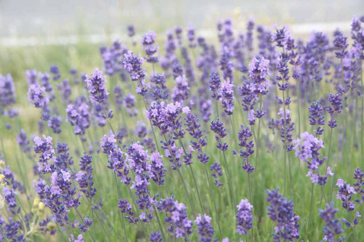 Purple Lavandula Angustifolia Lavender Seeds for Planting | Heirloom Non-GMO High Germination Seeds