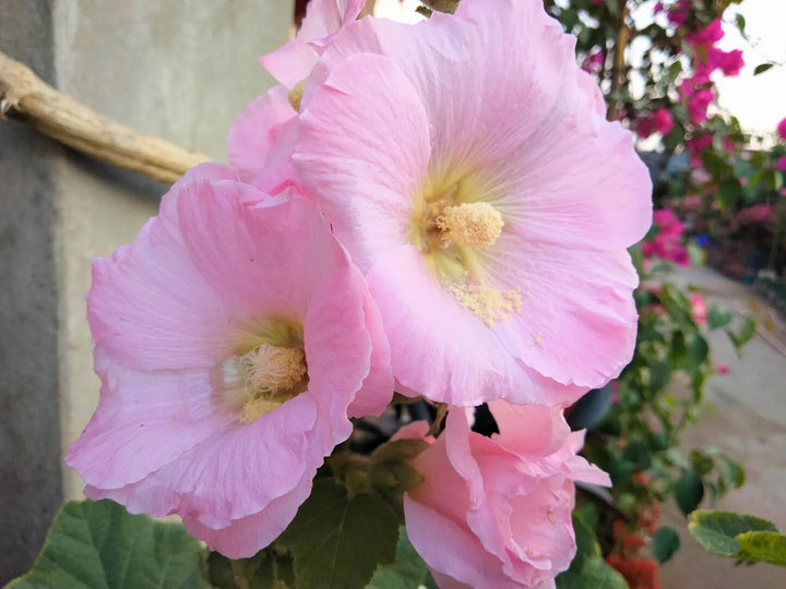 Semillas de flores de malva real rosa pálido – Cimera, sin OGM, semillas de alta germinación