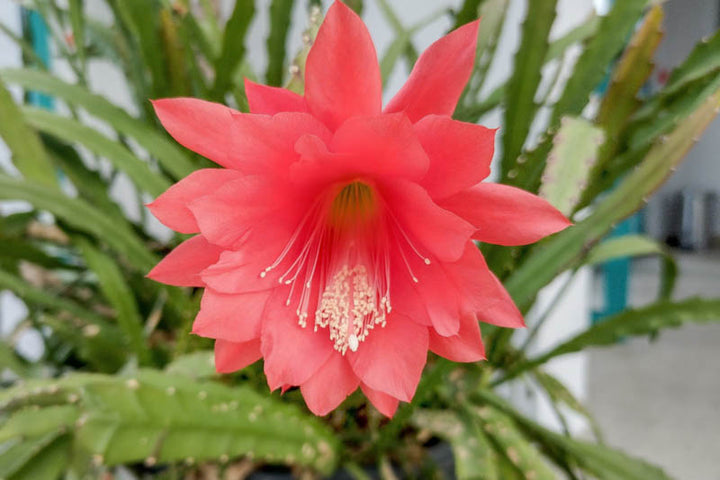 Red Cactus Flower Seeds – Heirloom, Non-GMO, High Germination Seeds