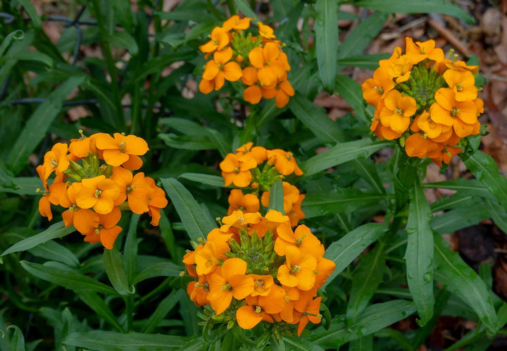 Orange Erysimum Flower Seeds – Heirloom, Non-GMO, High Germination Seeds