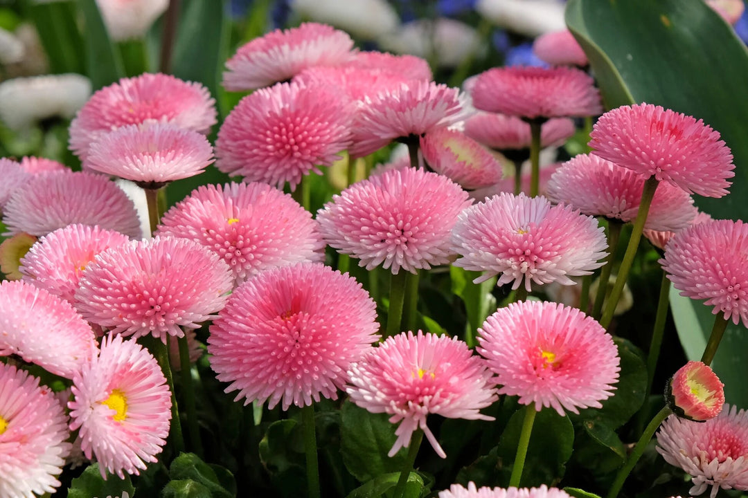 Daisy Flower Seeds Pink – Heirloom Non-GMO High Germination Organic Garden Seeds