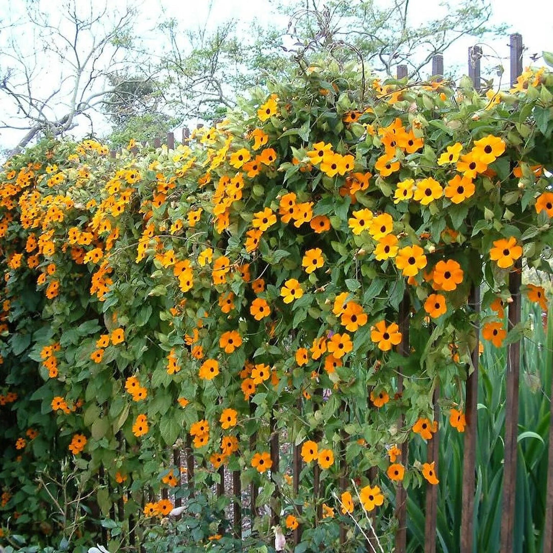 Orange Climbing Thunbergia Flower Seeds – Heirloom, Non-GMO, High Germination Seeds