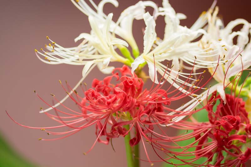 Mixed Lycoris Radiata Flower Seeds – Heirloom, Non-GMO, High Germination Seeds