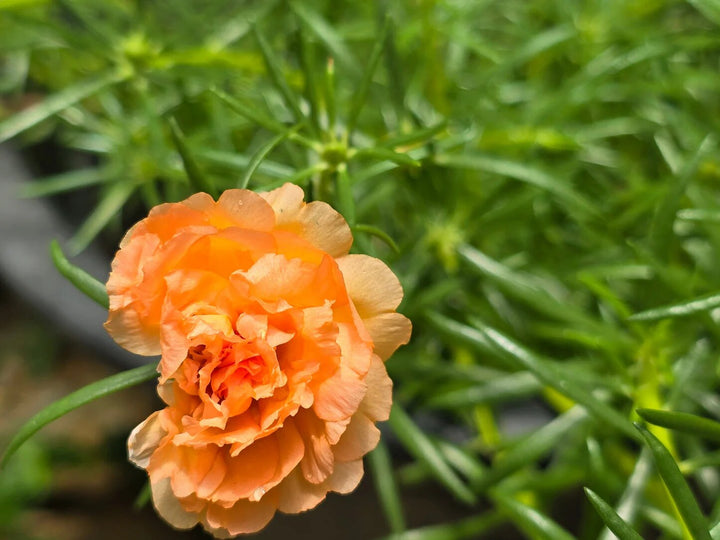 Orange Dianthus Flower Seeds – Heirloom, Non-GMO, High Germination Seeds
