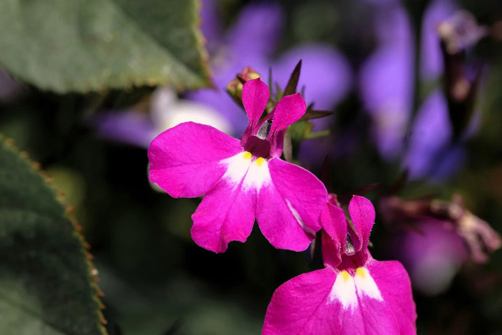 Lobelien Regatta Blumensamen Rosa – Alte Sorte Gentechnikfrei Hohe Keimfähigkeit