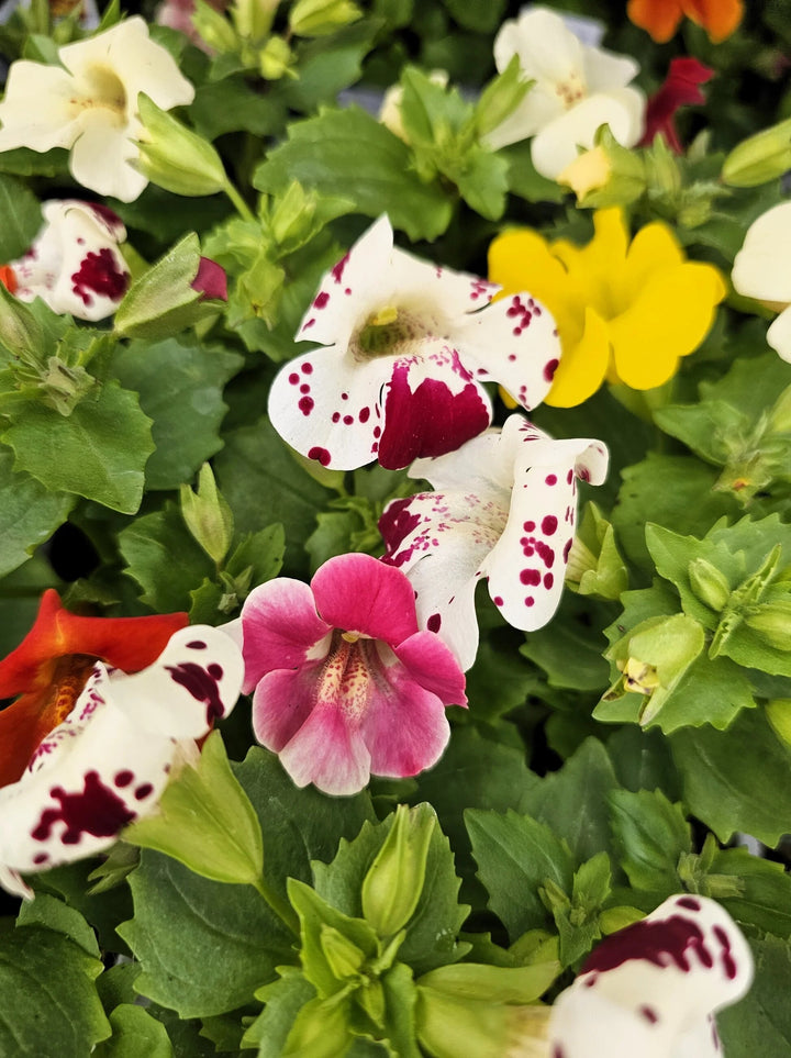 Mixed Mimulus Flower Seeds – Heirloom, Non-GMO, High Germination Seeds