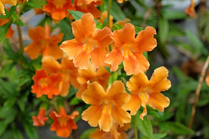 Orange Erythranthe Flower Seeds – Heirloom, Non-GMO, High Germination Seeds