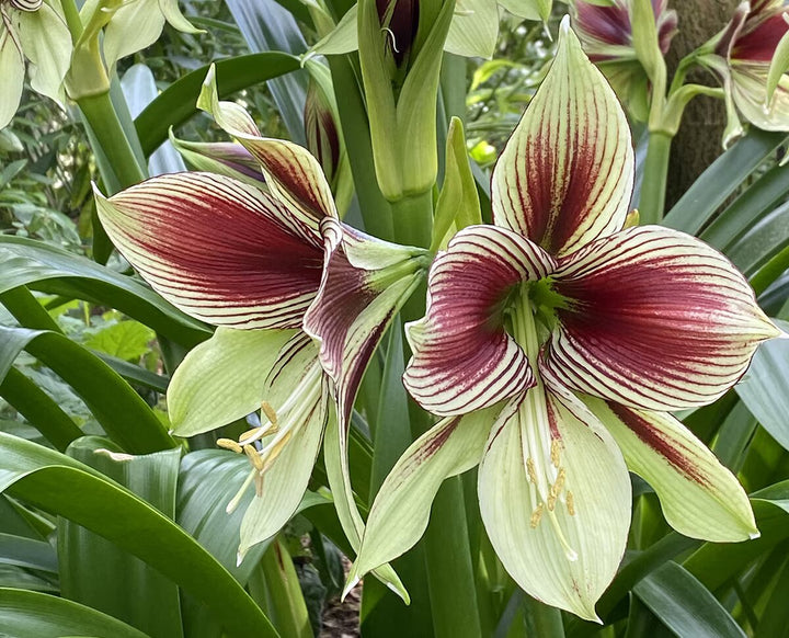 Maroon Green Hippeastrum Flower Seeds – Heirloom, Non-GMO, High Germination Seeds
