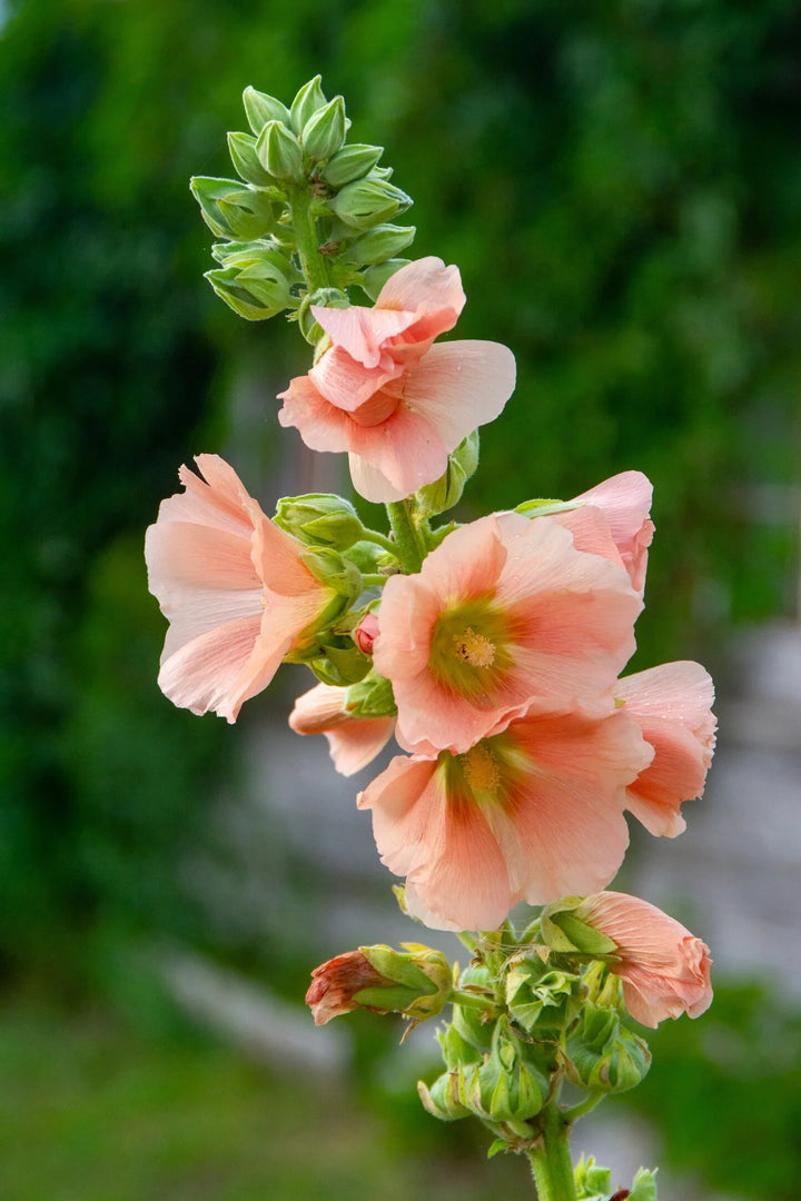 Orange Hollyhock Flowers Seeds – Heirloom, Non-GMO, High Germination Seeds
