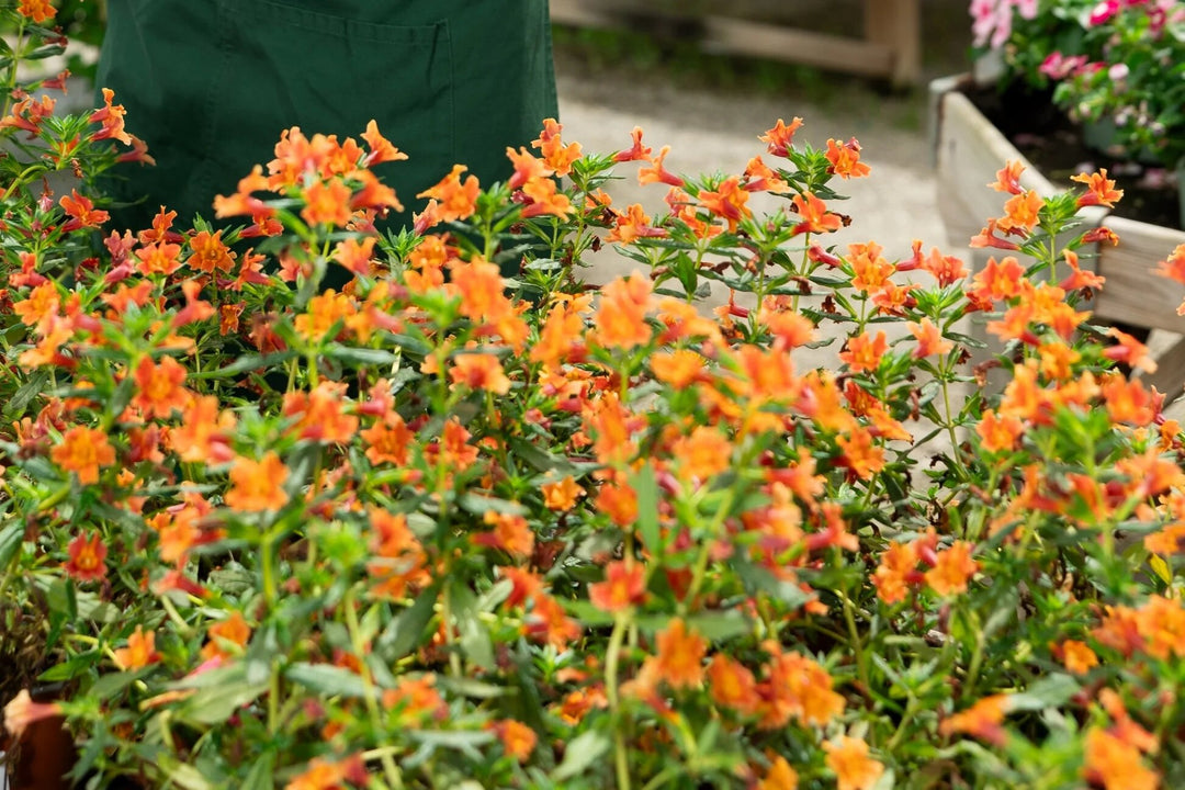 Orange Erythranthe Flower Seeds – Heirloom, Non-GMO, High Germination Seeds
