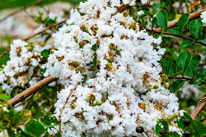 Myrtle Flower Seeds White – Heirloom, Non-GMO, High Germination Organic Seeds