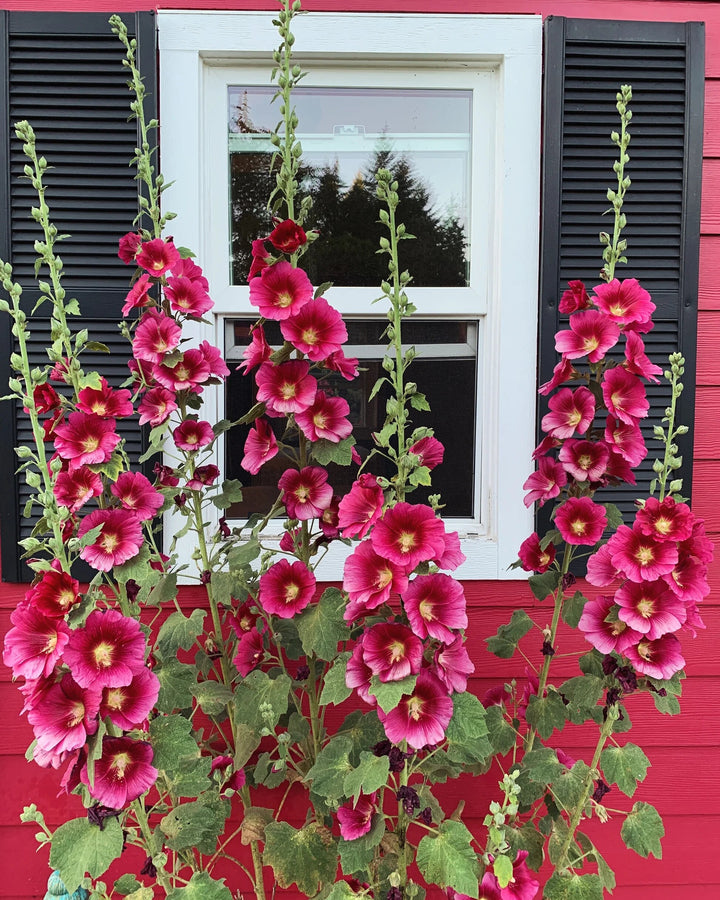 Red Hollyhock Alcea Flower Seeds – Heirloom, Non-GMO, High Germination Seeds