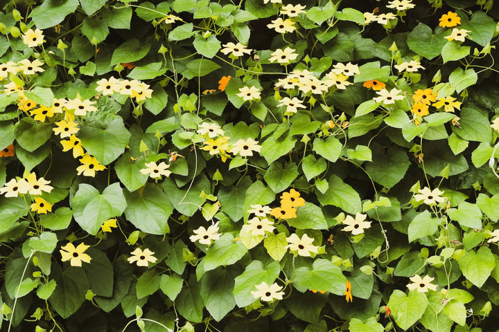 Mixed Thunbergia Flower Seeds – Heirloom, Non-GMO, High Germination Seeds