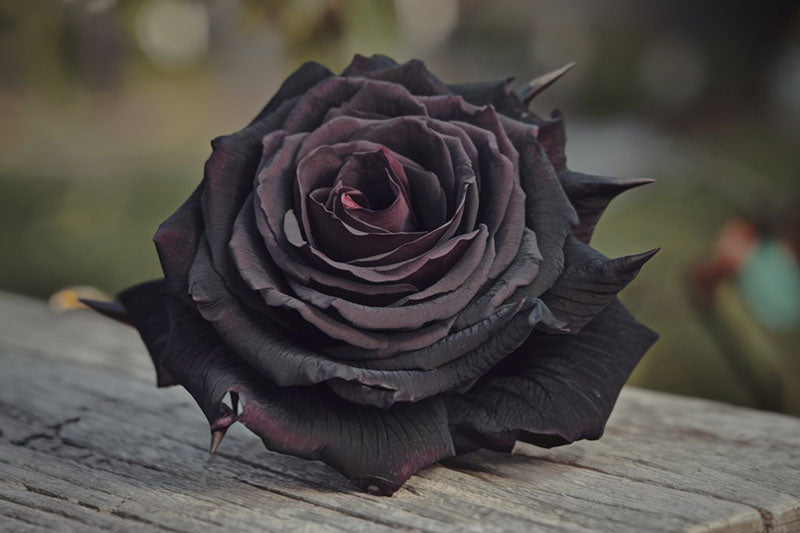 Giant Rose Black Flower Seeds – Heirloom Non-GMO High Germination Seeds