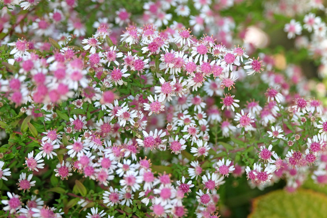 Lateriflorus Flower Seeds – Heirloom, Non-GMO, High Germination Seeds