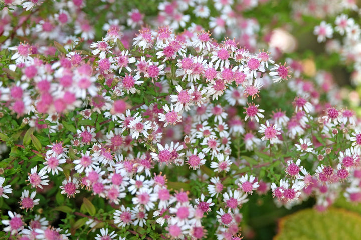 Lateriflorus Flower Seeds – Heirloom, Non-GMO, High Germination Seeds