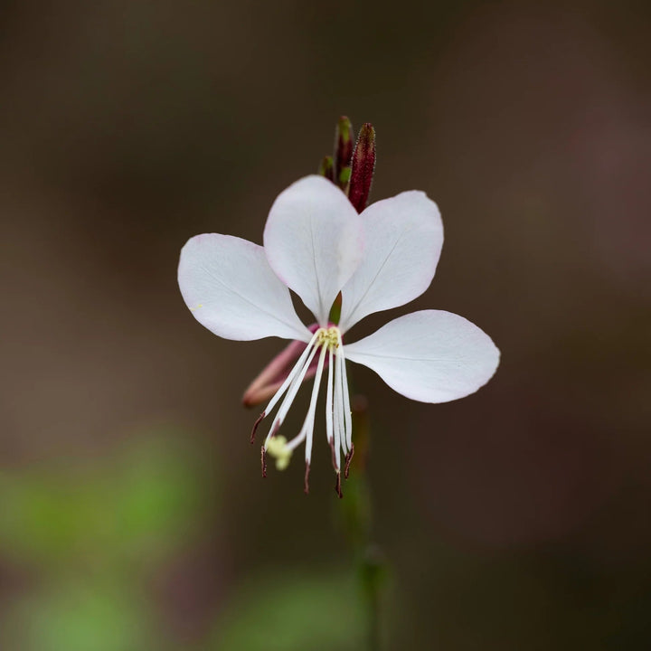 Gaura Lindheimeri Flower Seeds White Heirloom Non-GMO High Germination Organic Garden Seeds for Planting