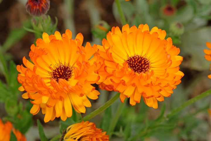 Semillas de flores de caléndula officinalis naranjas – Semillas de jardín orgánicas de reliquia, no transgénicas y de alta germinación para sembrar