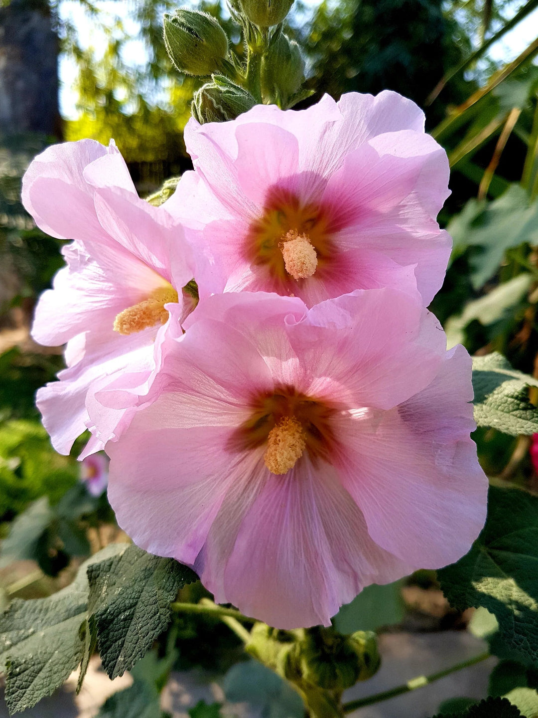 Semillas de flores de malva real rosa pálido – Cimera, sin OGM, semillas de alta germinación