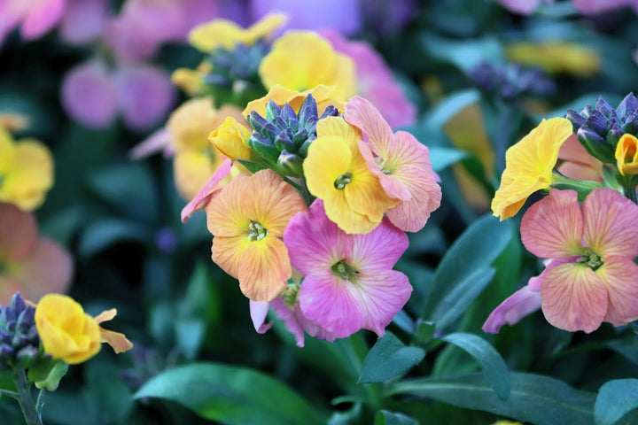 Mixed Cheiri Erysimum Flower Seeds – Heirloom, Non-GMO, High Germination Seeds