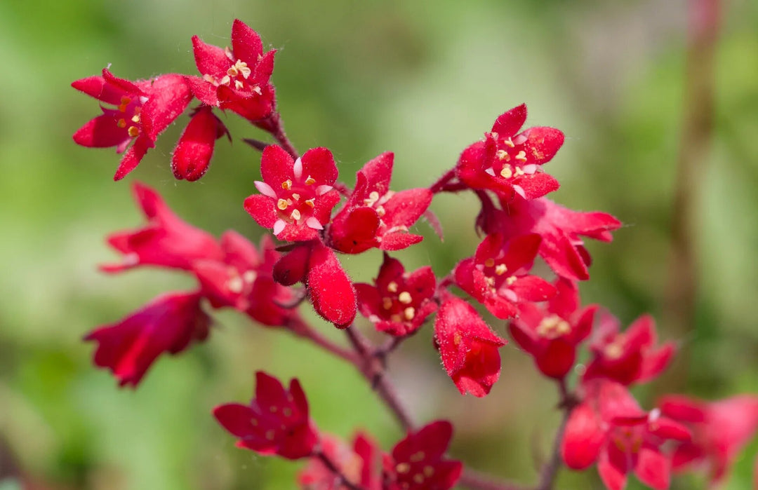 Red Heuchera Flower Seeds – Heirloom, Non-GMO, High Germination Seeds