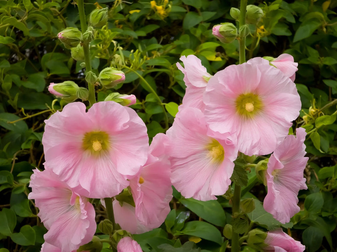 Semillas de flores de malva real rosa pálido – Cimera, sin OGM, semillas de alta germinación