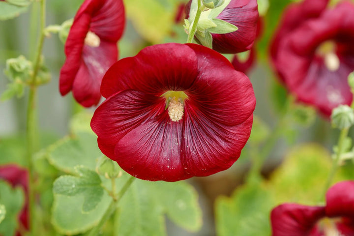 Red Hollyhock Flower Seeds – Heirloom, Non-GMO, High Germination Seeds